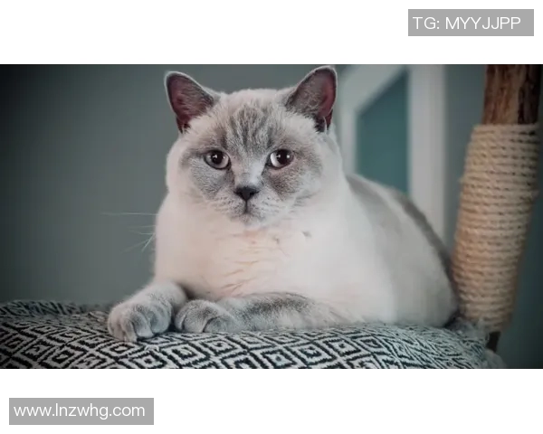 科学乒乓球意识训练方法探讨提升运动表现与竞技水平的有效策略